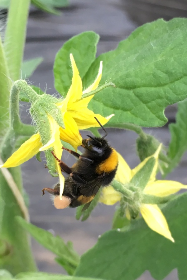 A bee on a tomato bloom
