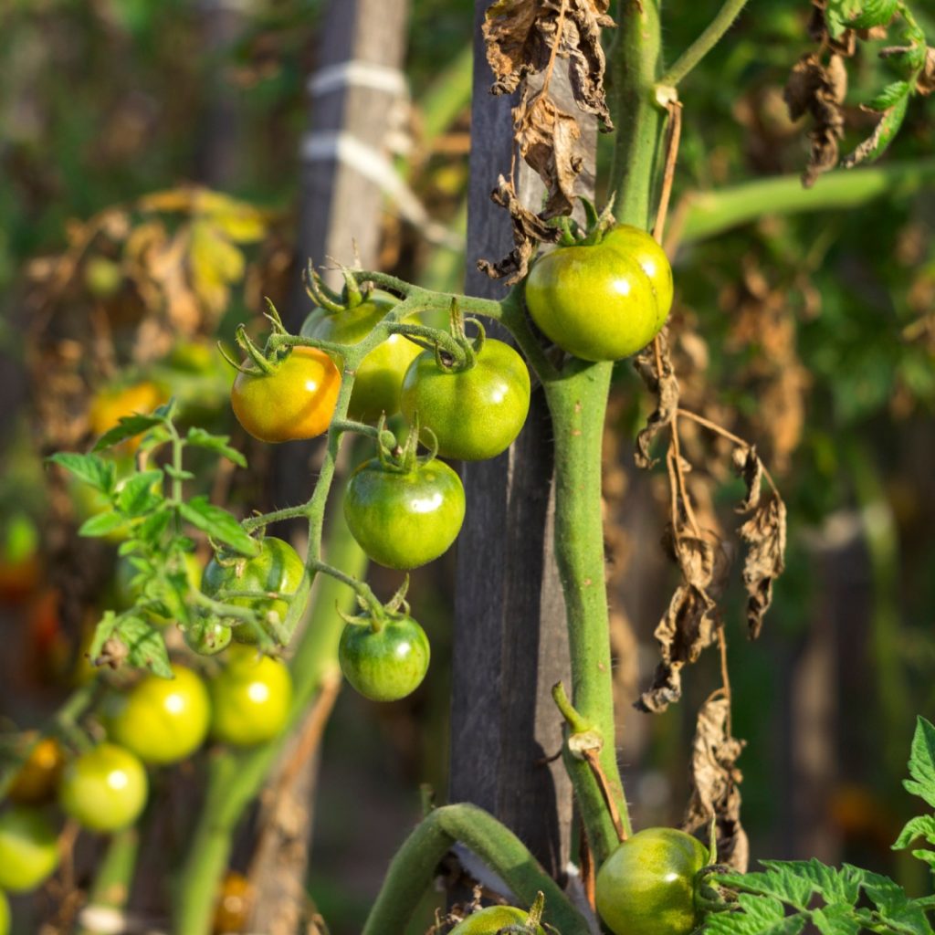 Dying tomato leaves