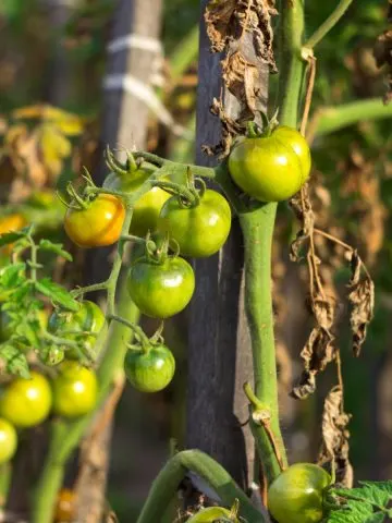 Tomato plant leaves dying in the summer