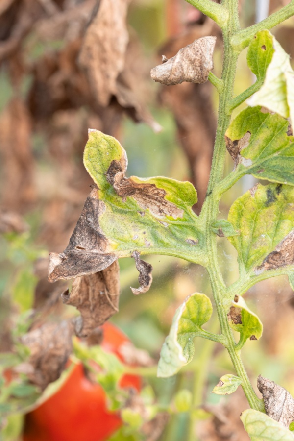 dying tomato plant leaves from blight