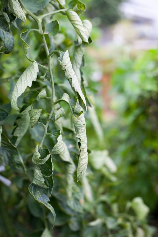 Curling tomato leaves