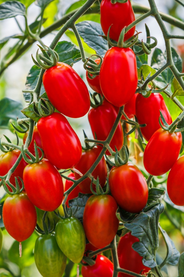 Roma tomatoes