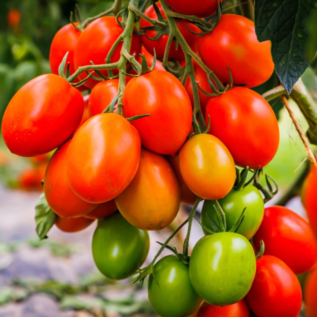 Fruit overload tomato plants