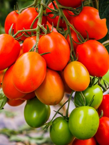 Fruit overload tomatoes and how to prevent them