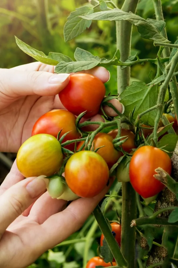 Tomatoes in various stages of ripening - preventing fruit overload