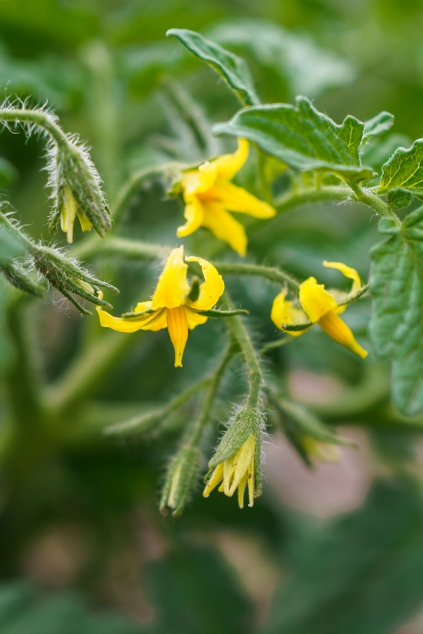 New tomato blooms