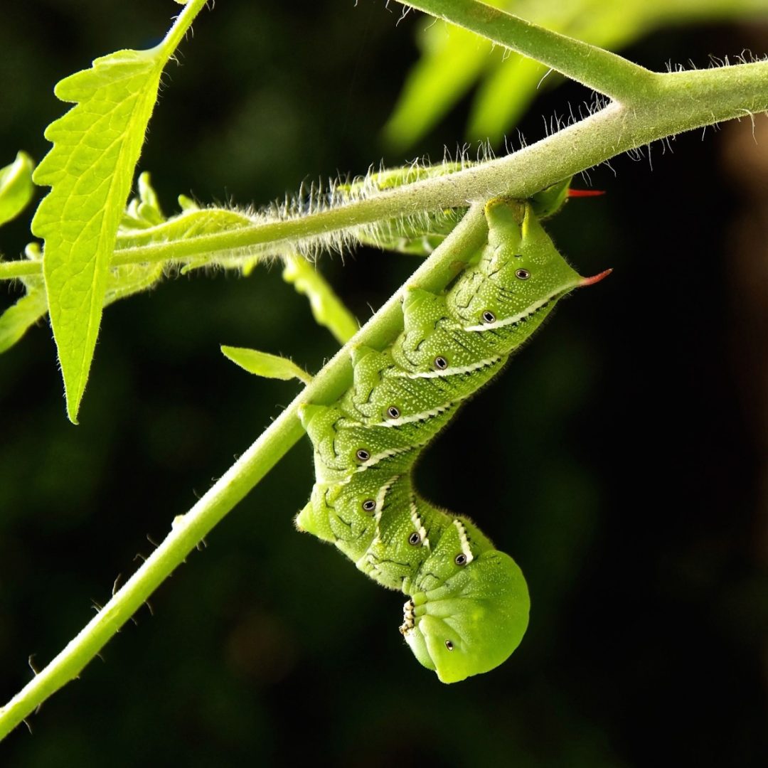 How To Find Tomato Hornworms With A Blacklight