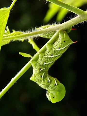 Stop Tomato hornworms with blacklight