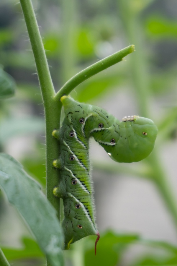 How To Find Tomato Hornworms With A Blacklight