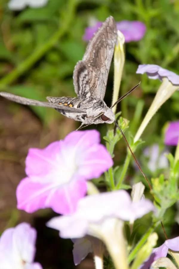 A tomato hornworm moth