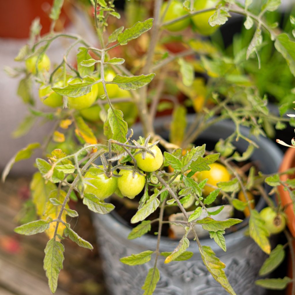 Tomato plant that needs revived