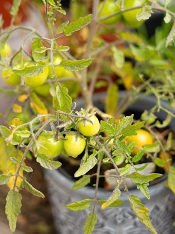 Revive potted tomato plants
