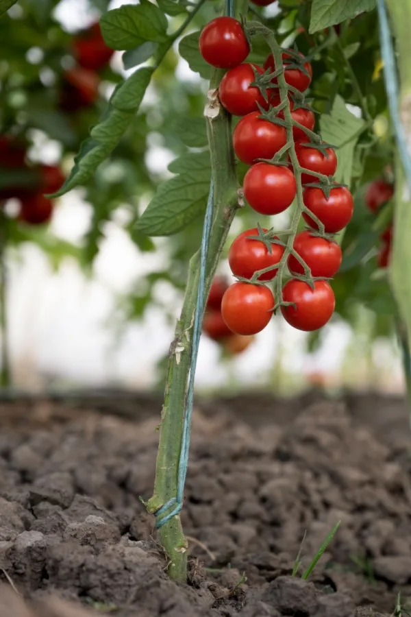 A growing tomato plant