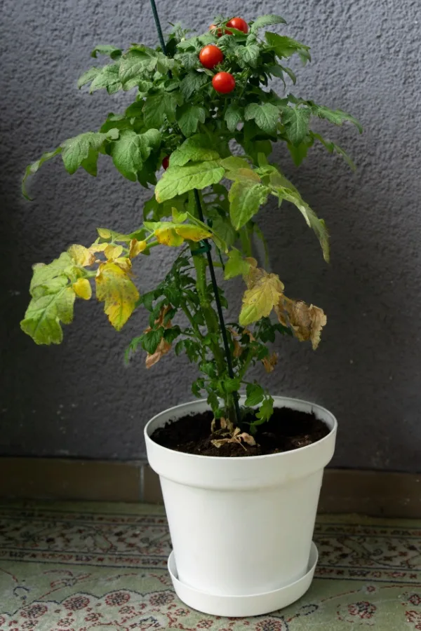 A yellowing tomato plant that needs revived