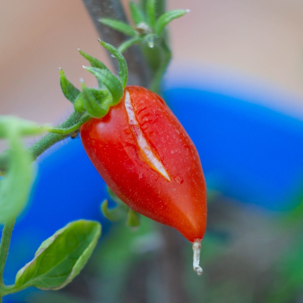 A split moldy tomato 