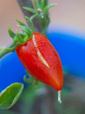 A split tomato