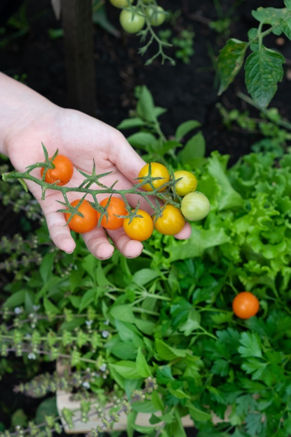 Harvesting fruit