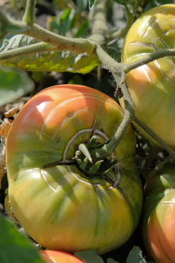 beefsteak tomato with circular splits