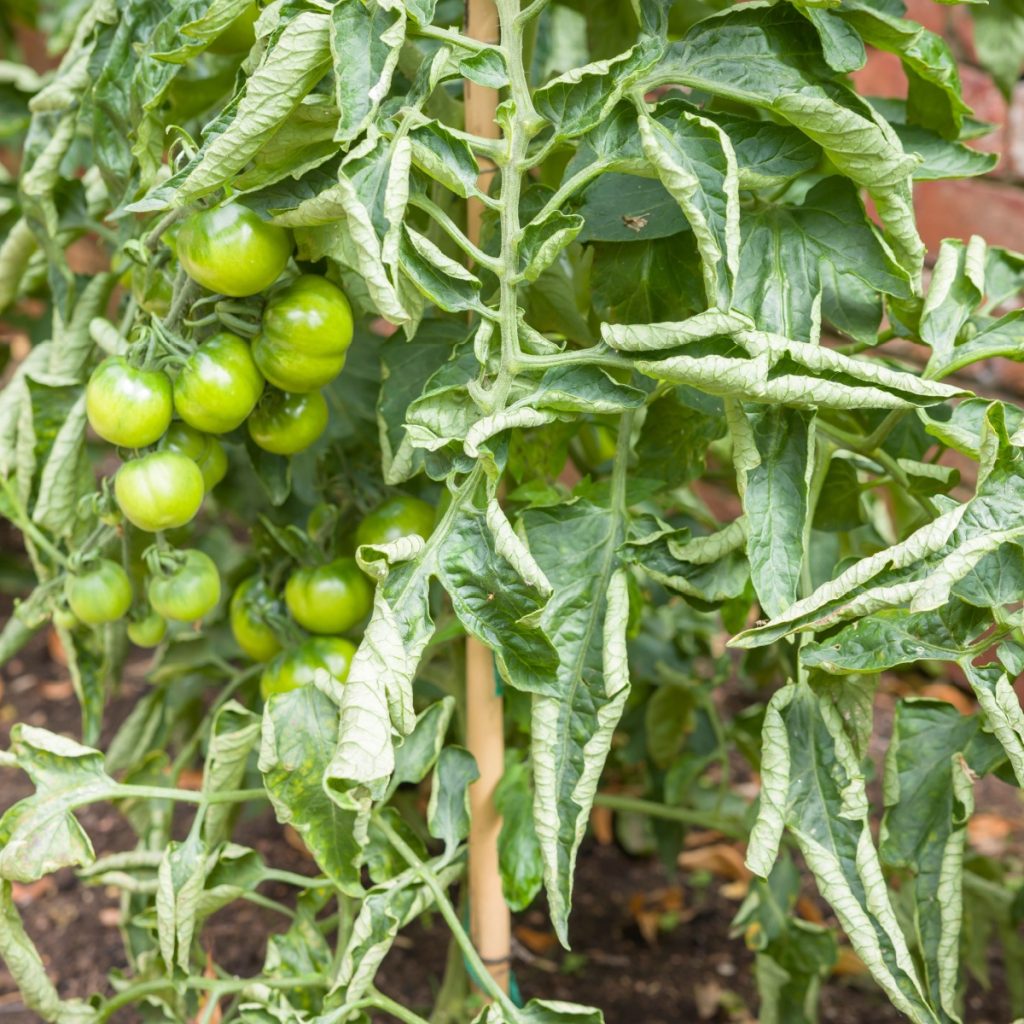 Curling tomato leaves