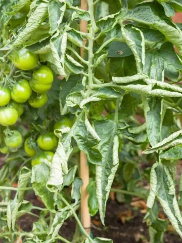 Tomato Leaves Curling