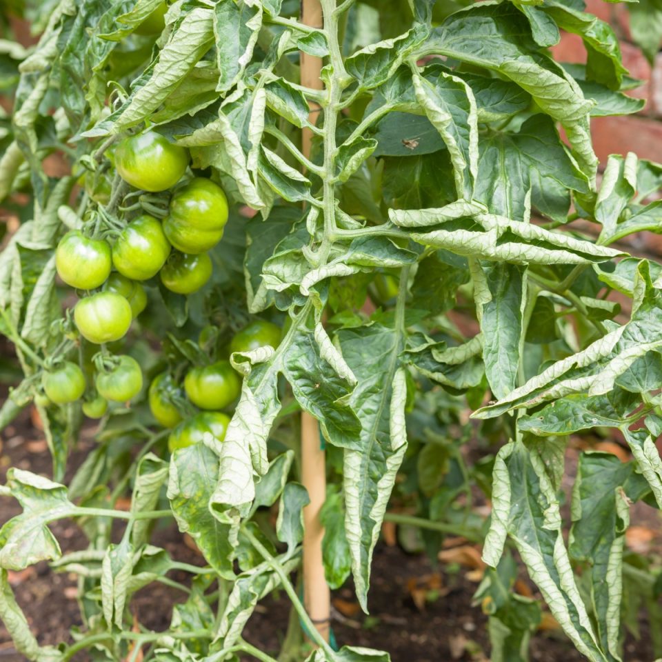 why-are-my-tomato-leaves-curling-how-to-fix-curling-leaves