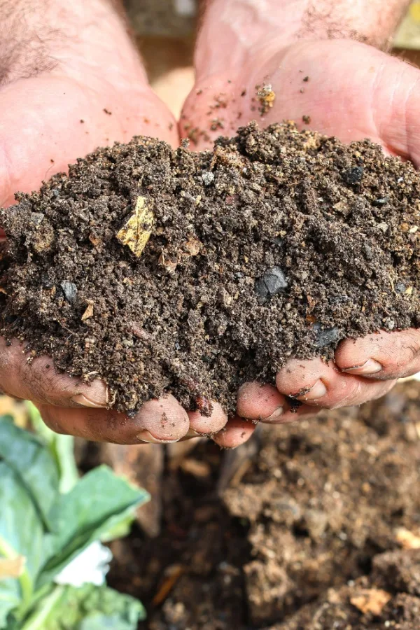 A handful of finished compost