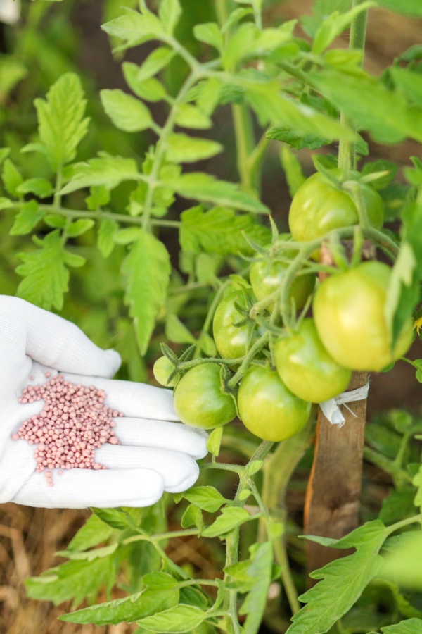 Fertilizing tomato plants