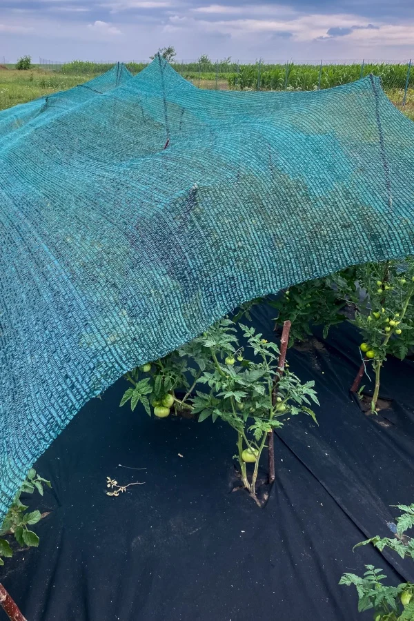 Shade cloths to prevent tomato leaves curling