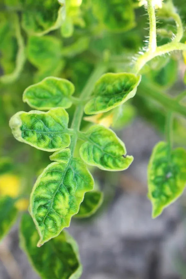 Yellow leaf curl