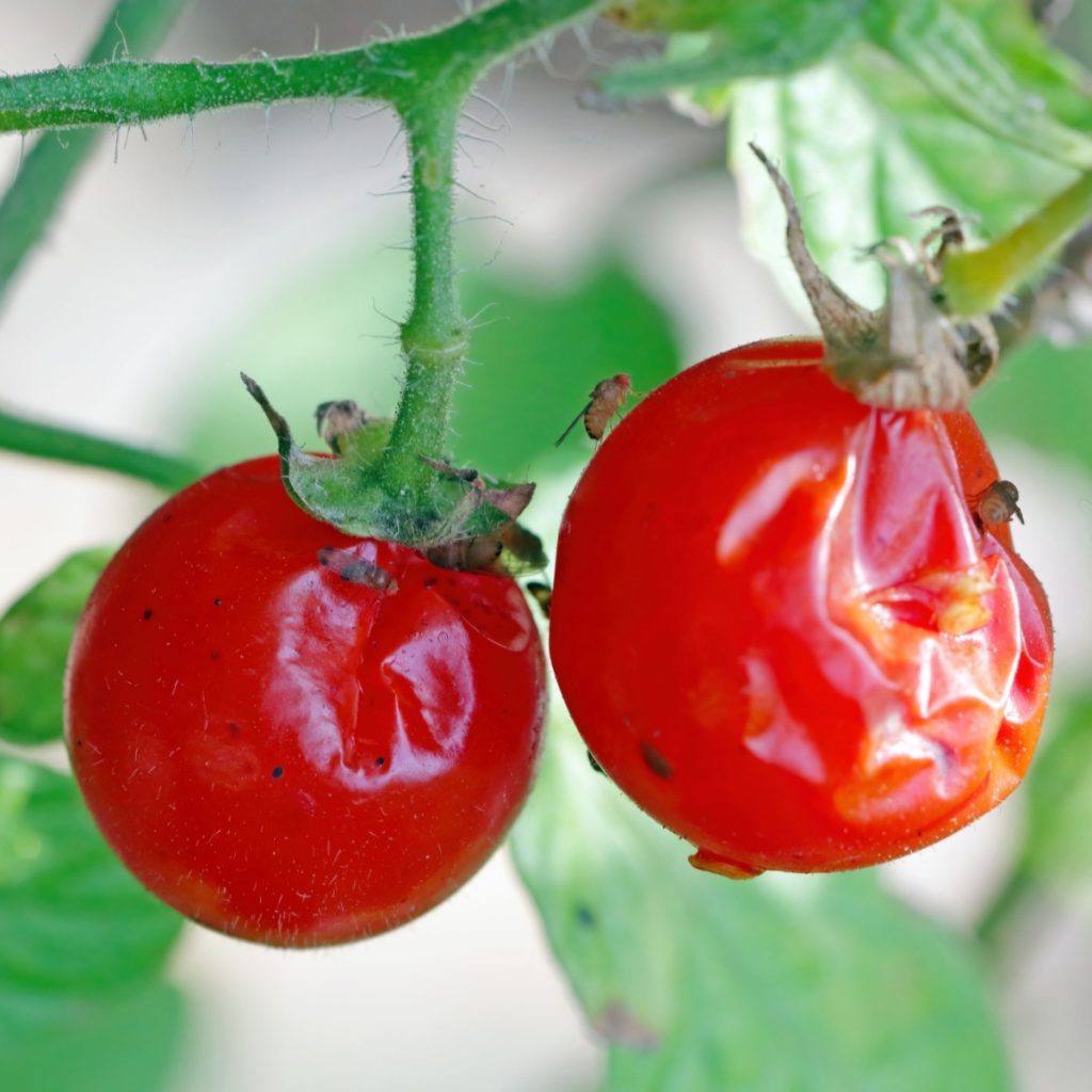 Tomatoes damage by pests