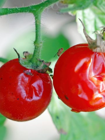 Tomatoes damaged by pests