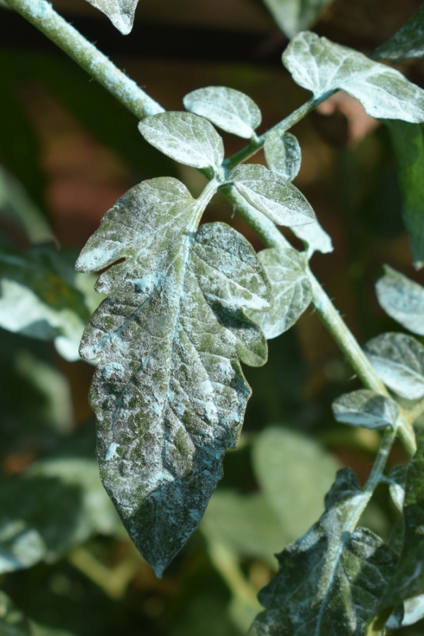 Tomato leaf with pesticide on it.