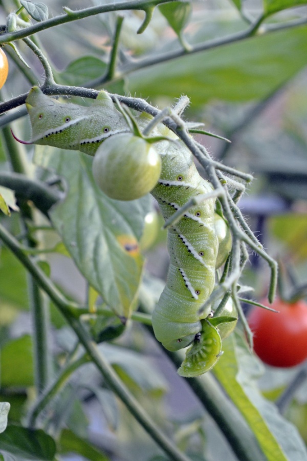 Tomato hornworm - tomato plant pests