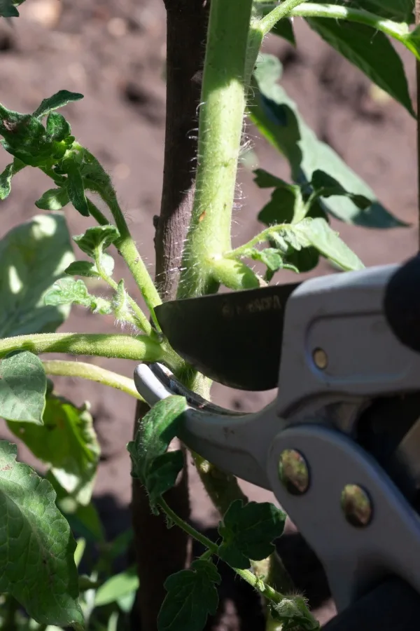 Pruning tomato plants