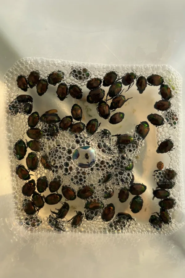 Japanese beetles in a bucket of soapy water