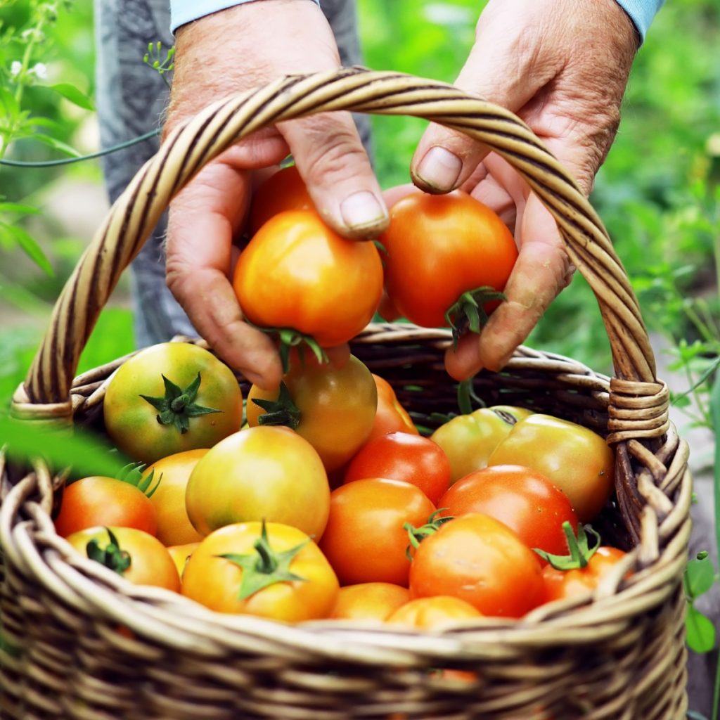 A basket of ripening tomatoes - Know when to pick tomatoes