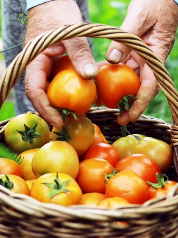 A basket of ripening tomatoes