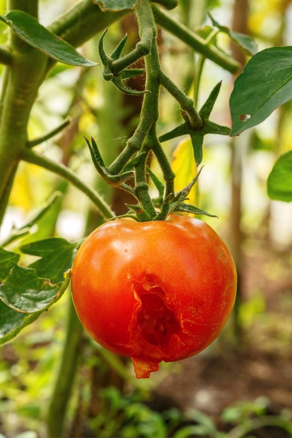 Insect damage - When To Pick Tomatoes