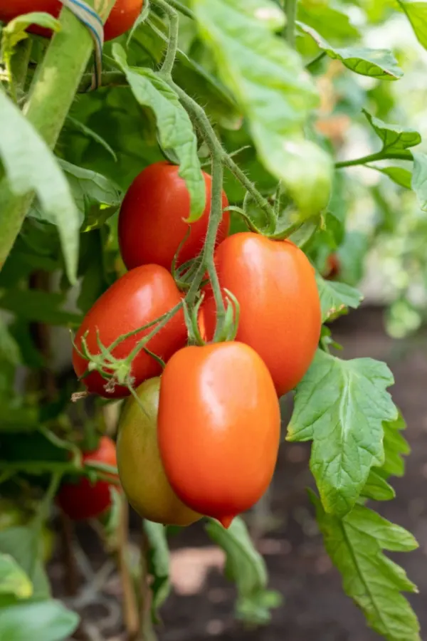 plum tomatoes