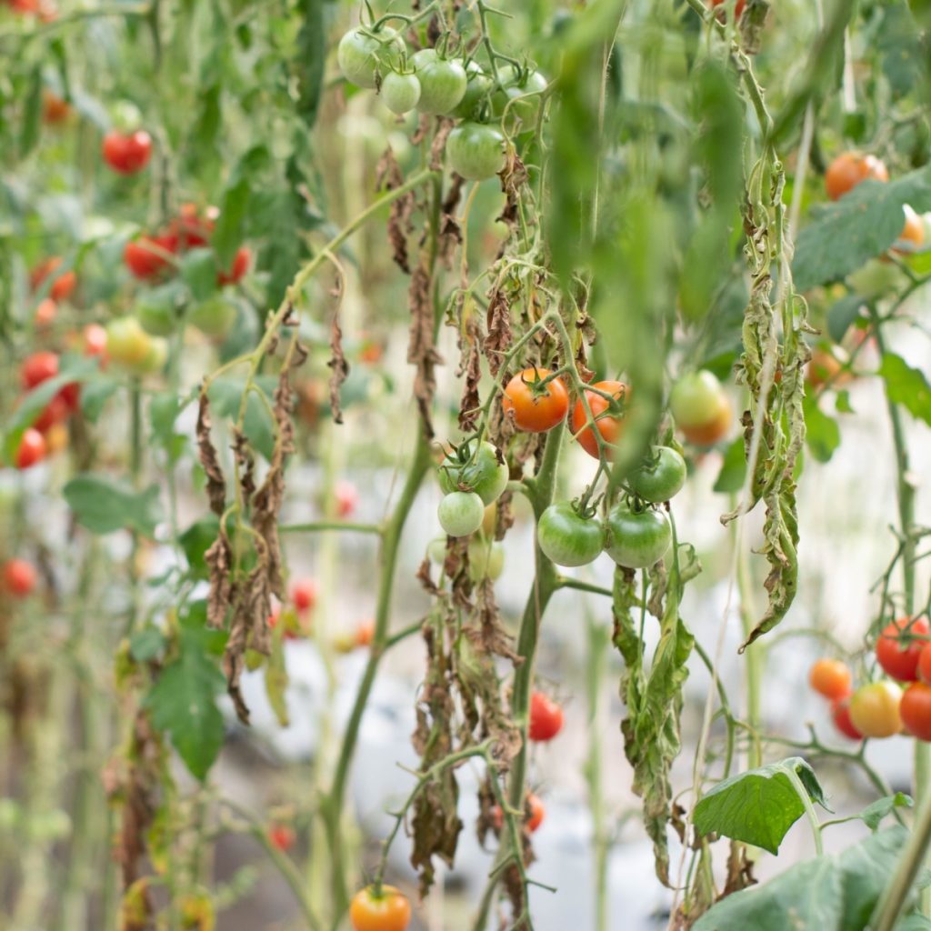 Dying tomato plants