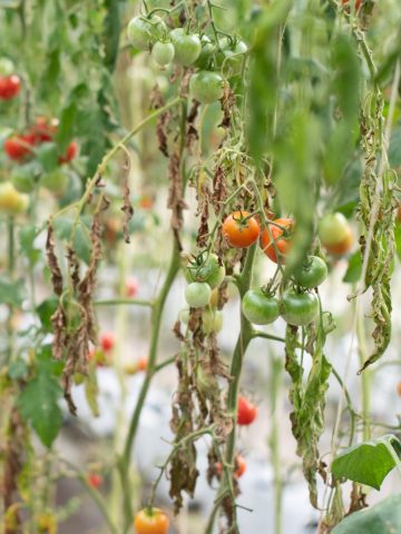 What to do after tomato plants die