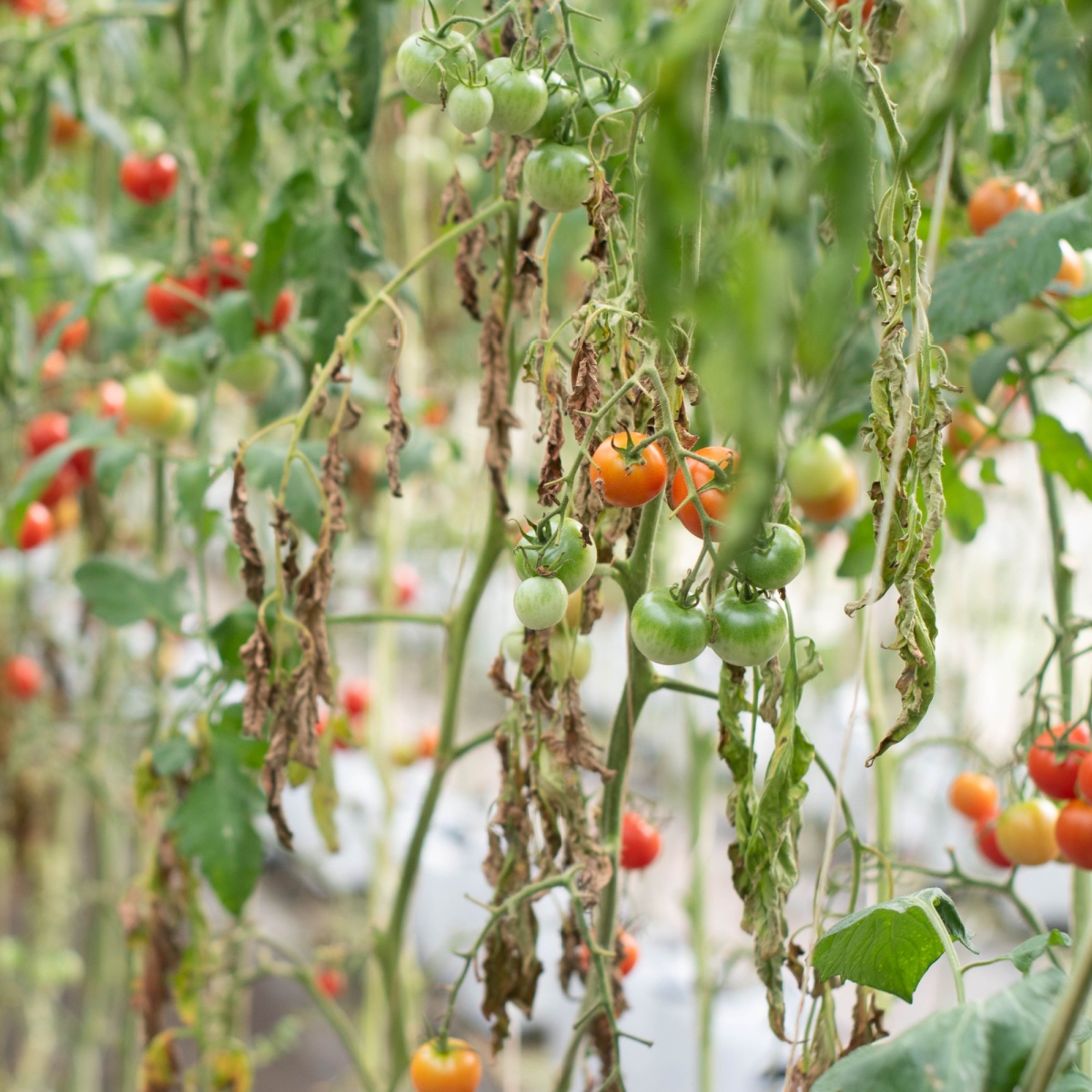 What To Do With Tomato Plants After They Die 1493