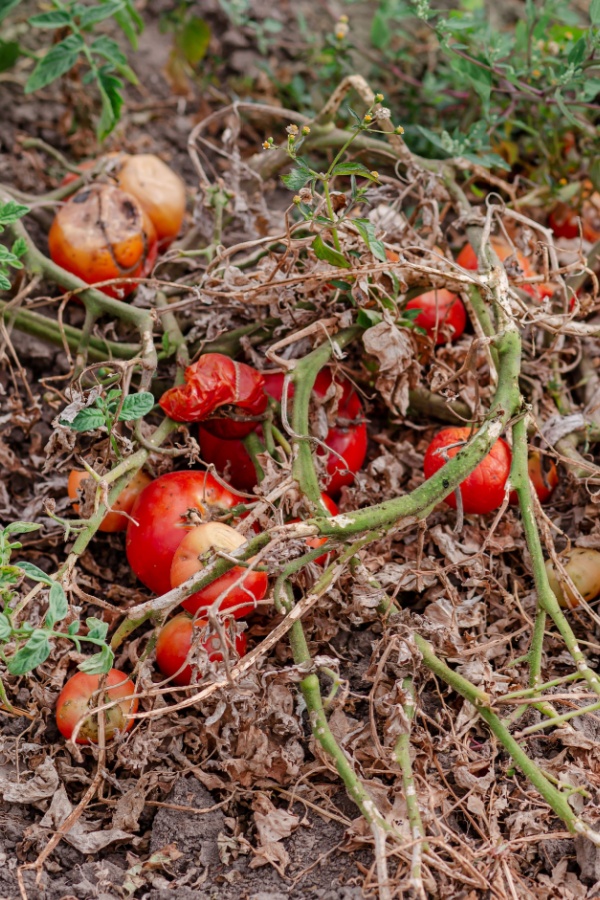 Rotting plants