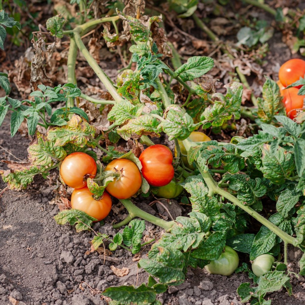 Dead tomato plants and fruit