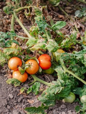 Never compost tomato plants