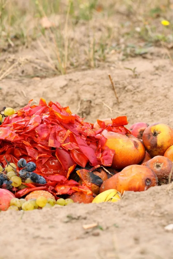 Hole composting - never compost tomato plants