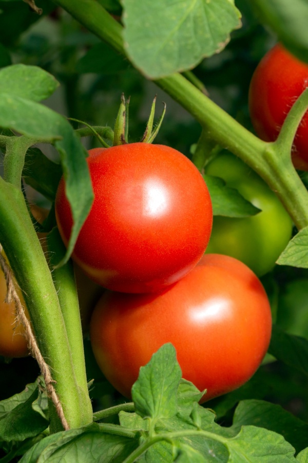 Early Girl Bush Tomatoes - stop nematodes from damaging tomatoes