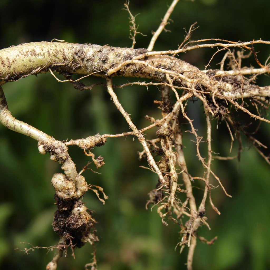 Nematode galls damaging tomatoes