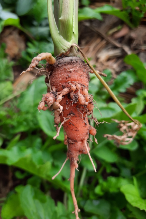 Nematode galls all over carrots