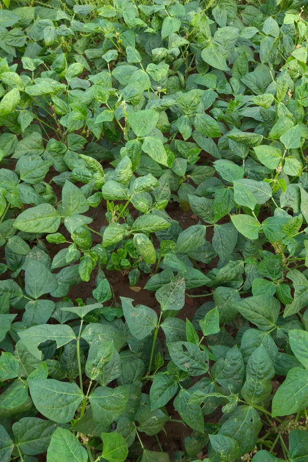 Cowpeas